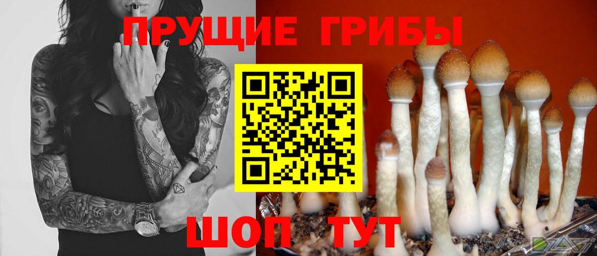 Галлюциногенные грибы MAGIC MUSHROOMS  Вход с VPN  Подольск  Галлюциногенные грибы Cubensis 